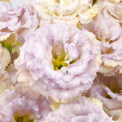 Lisianthus celeb blue chateau pale lavender ruffled blooms on a clean white background.
