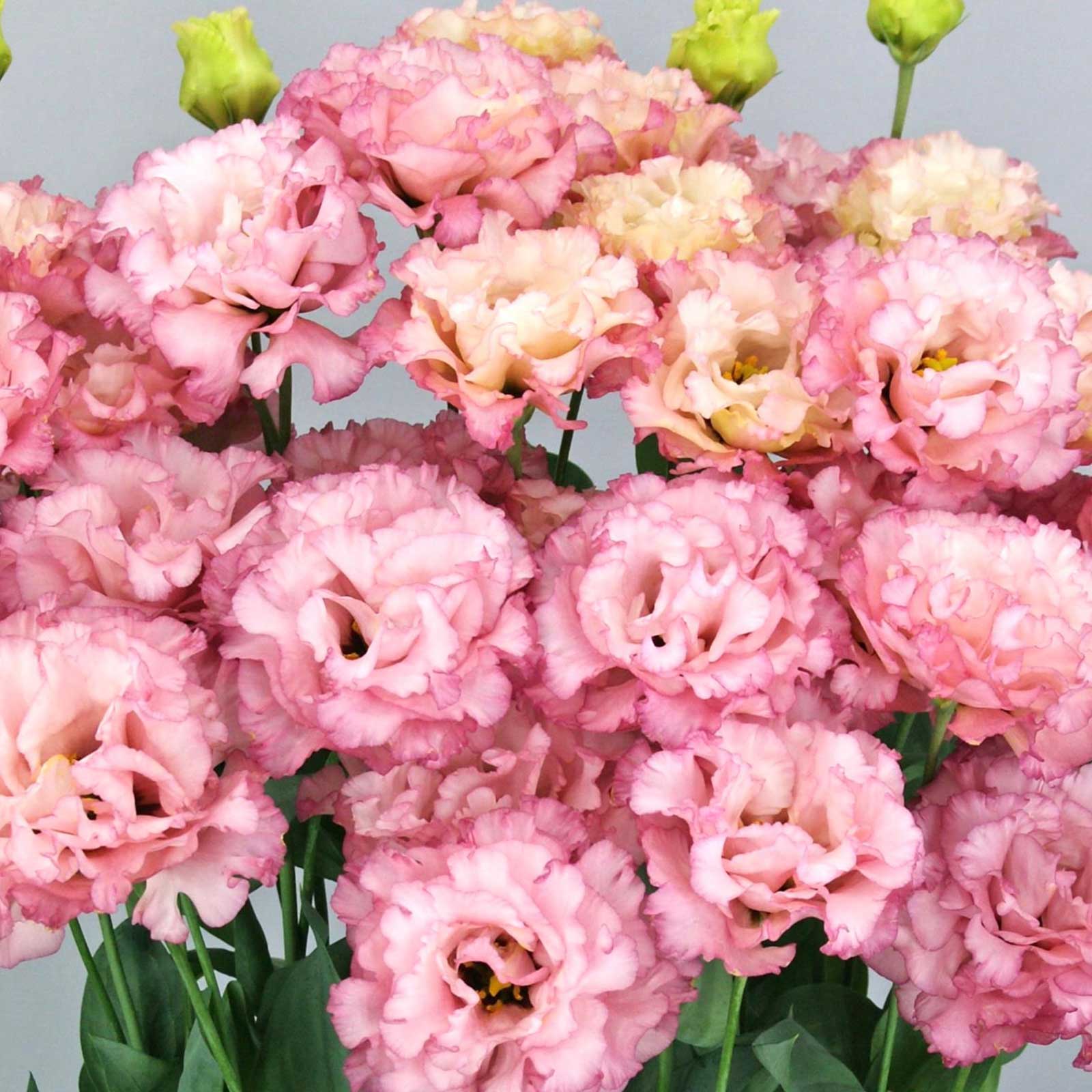 Lisianthus celeb madonna peach and white layered blooms with green buds on a light backdrop.