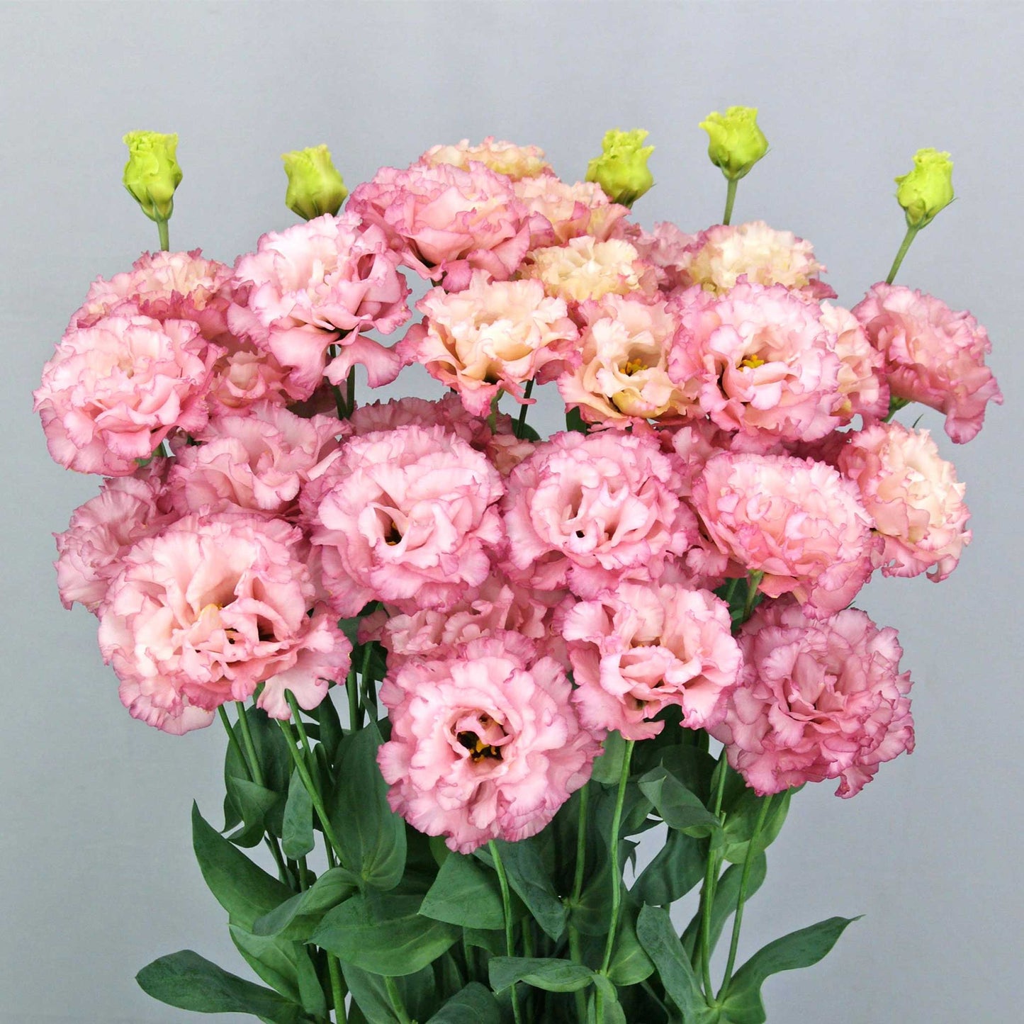 Lisianthus celeb madonna soft pink layered blooms in a full cluster on a plain backdrop.