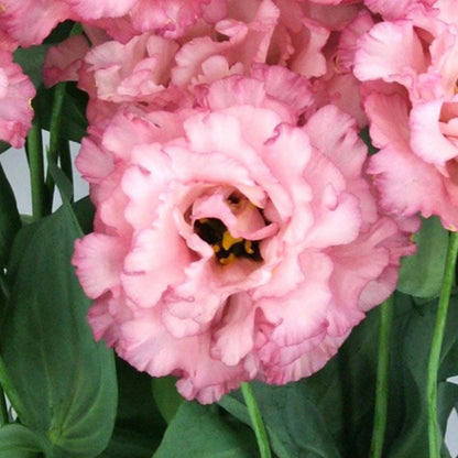 Lisianthus celeb madonna three pink ruffled blooms with green stems on a white background.