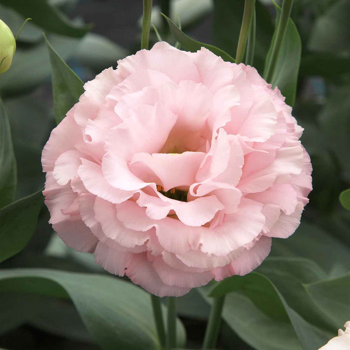 Lisianthus corelli peach single full peach bloom with layered petals on a green backdrop.
