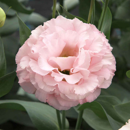 Lisianthus corelli peach single full peach bloom with layered petals on a green backdrop.