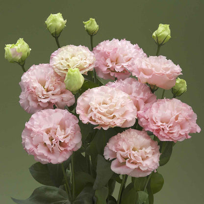 Lisianthus corelli peach three soft pink blooms with green leaves on a dark background