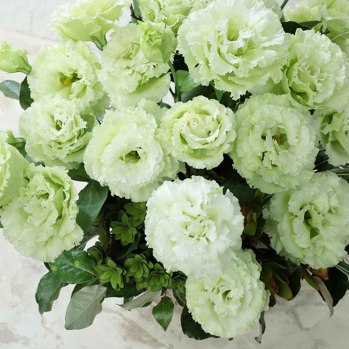 Lisianthus voyage green small round pelleted seeds on a light-colored surface.
