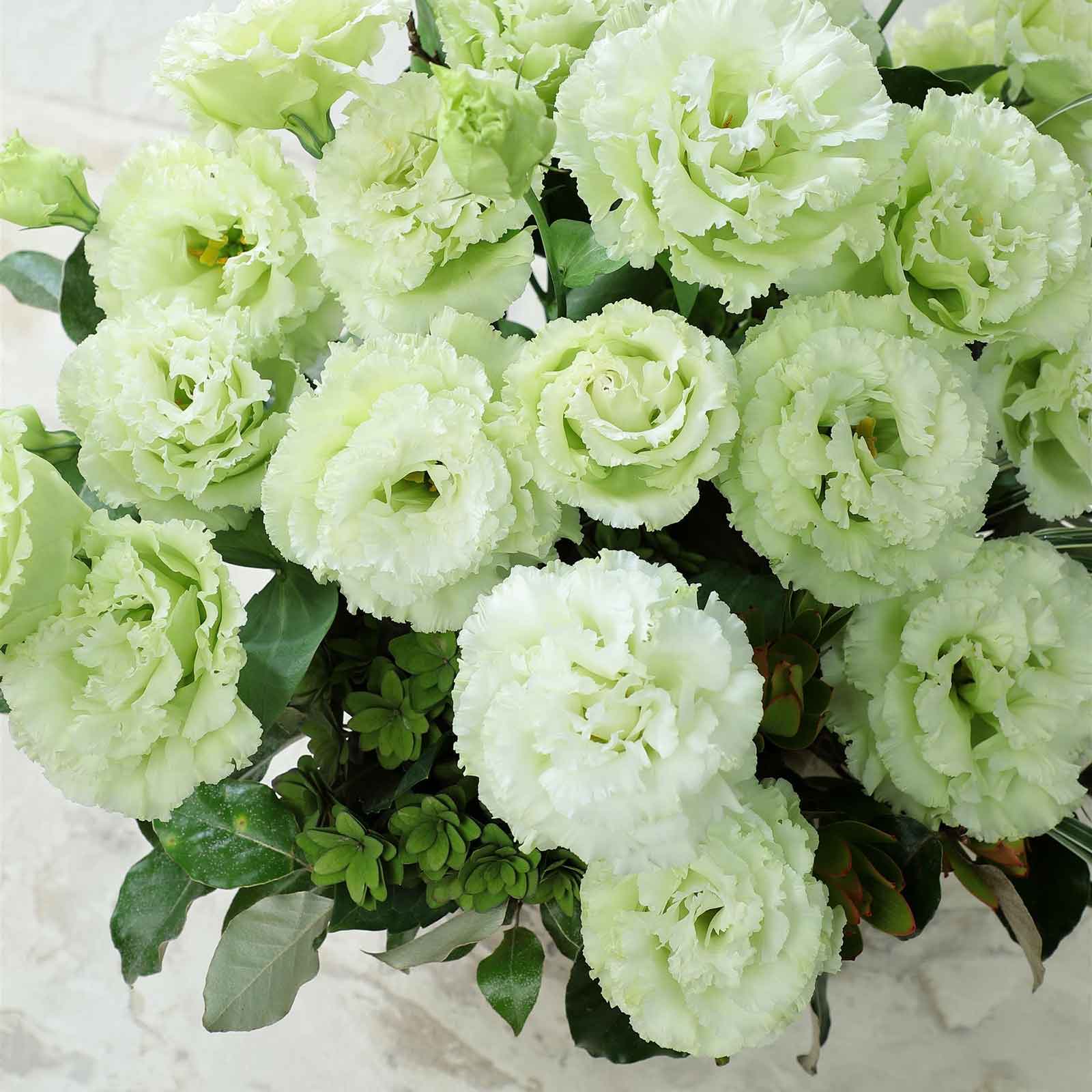 Lisianthus voyage green small round pelleted seeds on a light-colored surface.