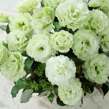 Lisianthus voyage green small round pelleted seeds on a light-colored surface.