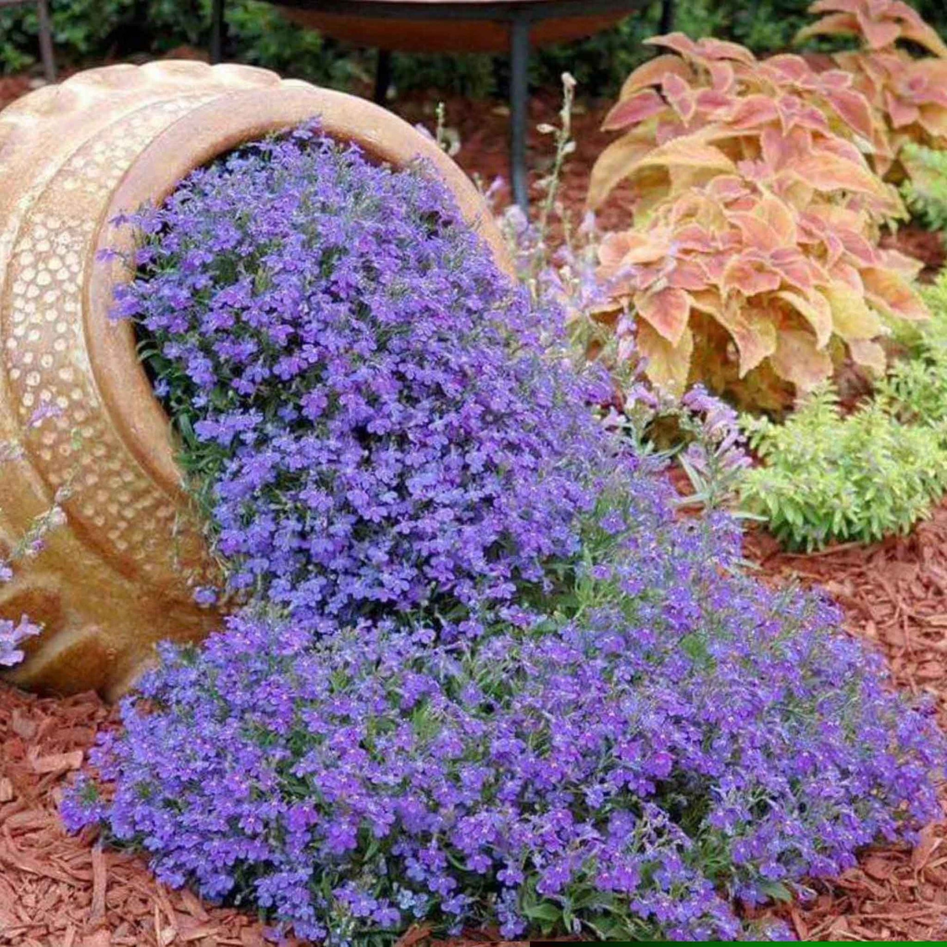 Lobelia compact blue bright blue flowers with tiny green leaves spilling from a terracotta pot.