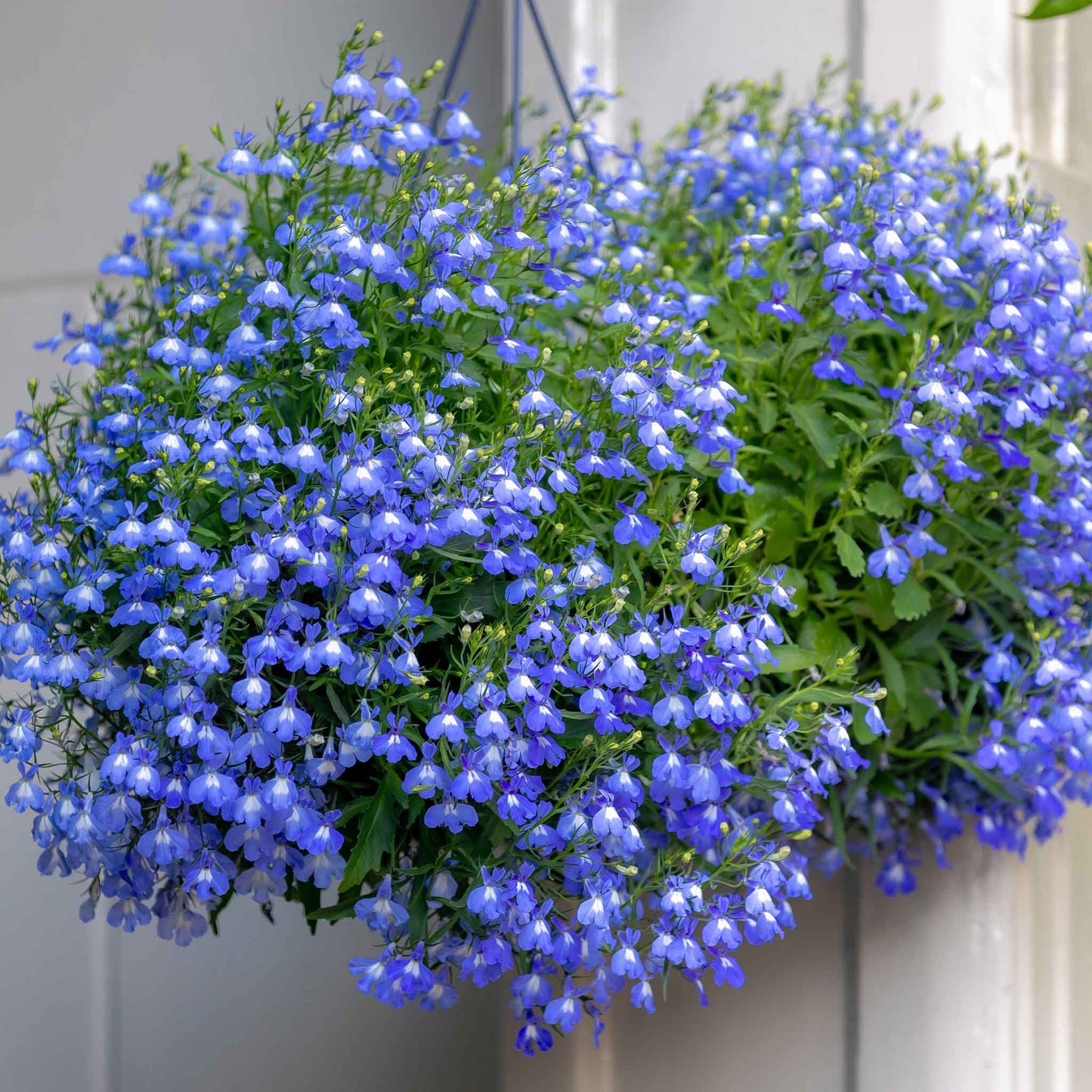 Lobelia compact blue dense blue blooms with delicate petals massed in a garden border.