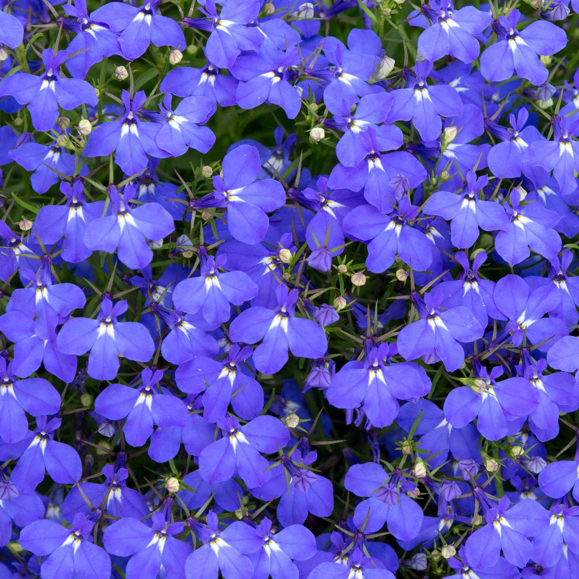Lobelia compact blue vivid blue flower with a white center against a bright green backdrop.