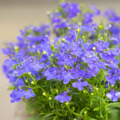 Lobelia compact blue single bright blue bloom with delicate petals on a blurred background.