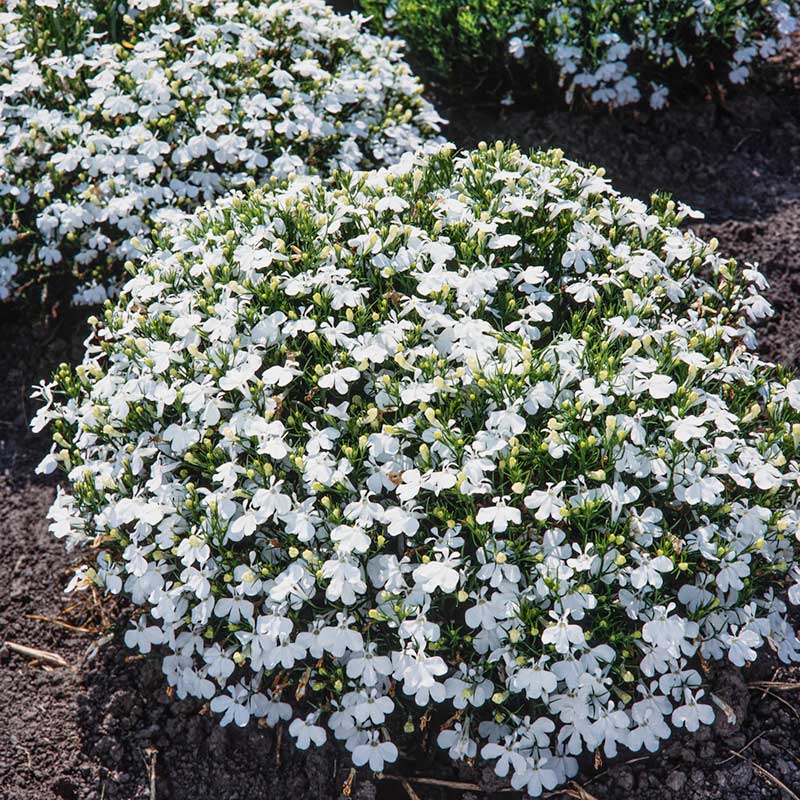 Lobelia palace white dense white blooms with yellow centers covering a green leafy mound. | copyright: Floramedia UK Ltd