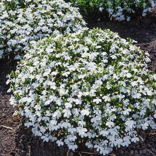 Lobelia palace white dense white blooms with yellow centers covering a green leafy mound. | copyright: Floramedia UK Ltd