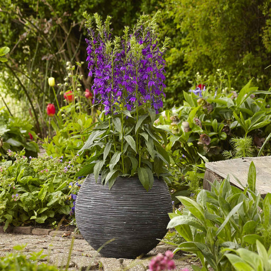 Lobelia starship blue vibrant blue blooms with green foliage in a dark garden pot.
