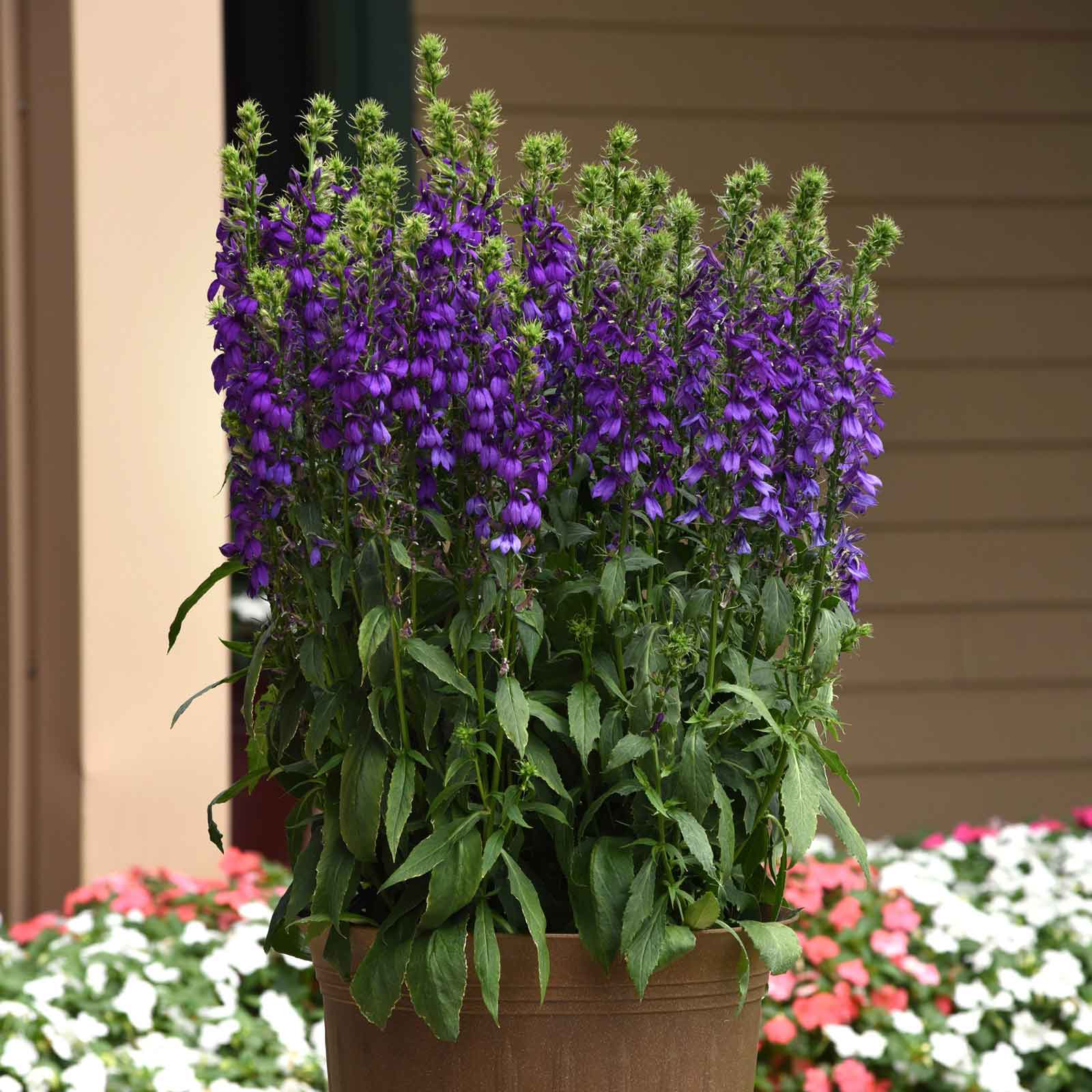 Lobelia starship blue bright blue flowers with green foliage growing tall in a garden.