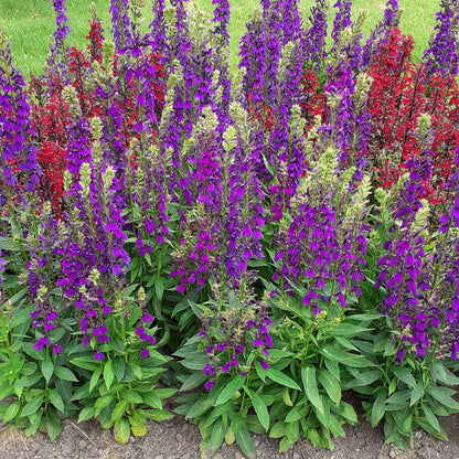Lobelia starship blue blue and purple flower cluster with green leaves in natural light.