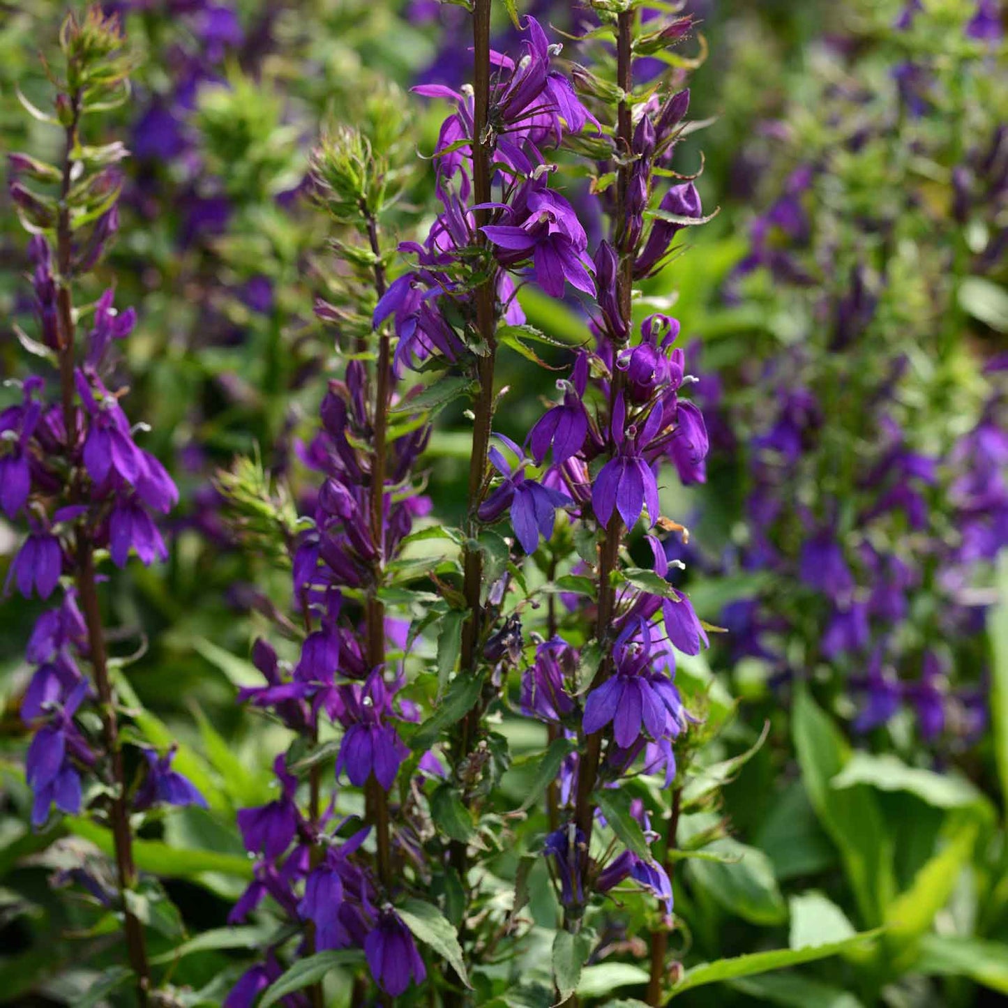Lobelia starship blue vibrant pink blooms with lush green foliage in a garden setting.
