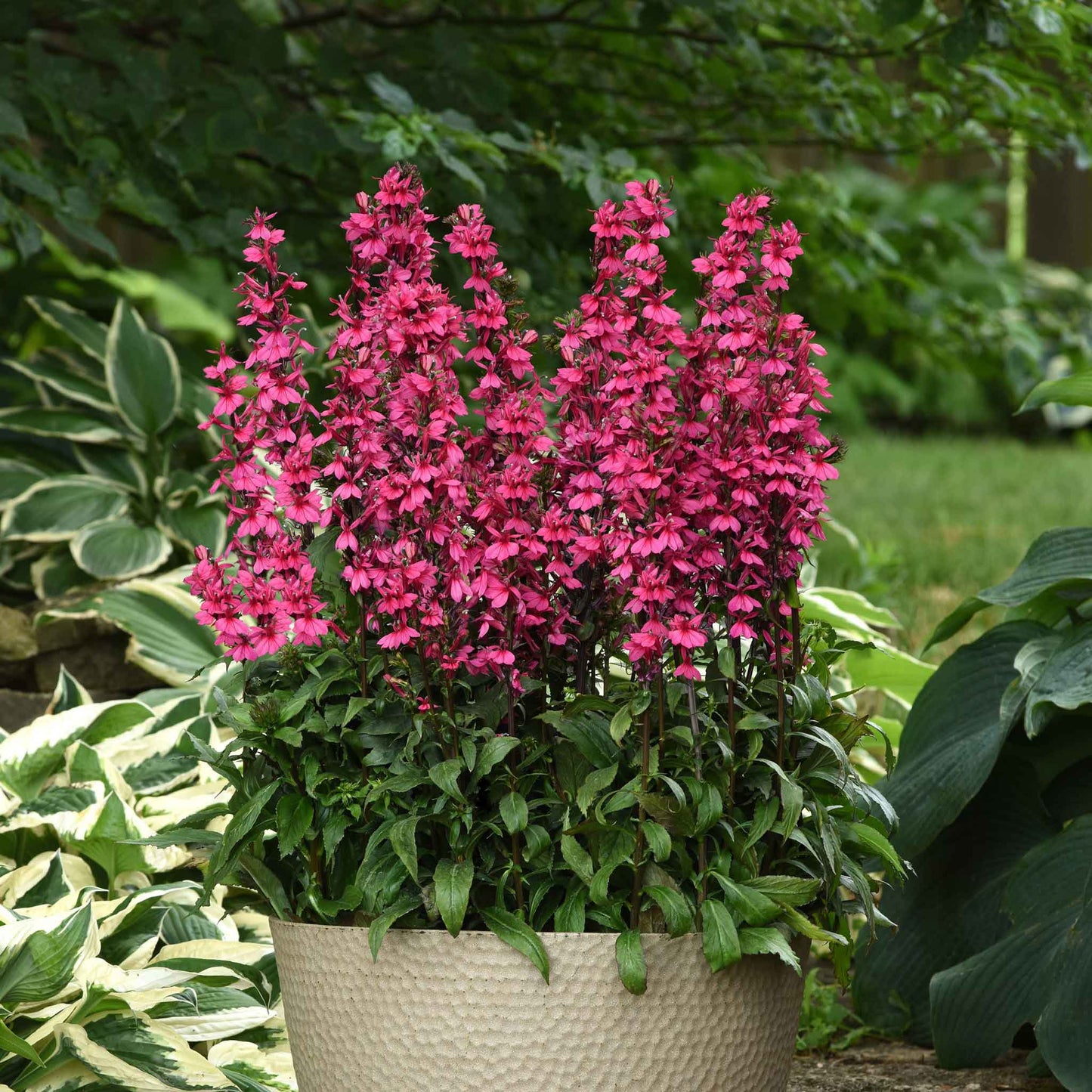 Lobelia starship rose bright pink blooms with green foliage growing along a garden border.