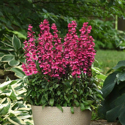 Lobelia starship rose bright pink blooms with green foliage growing along a garden border.