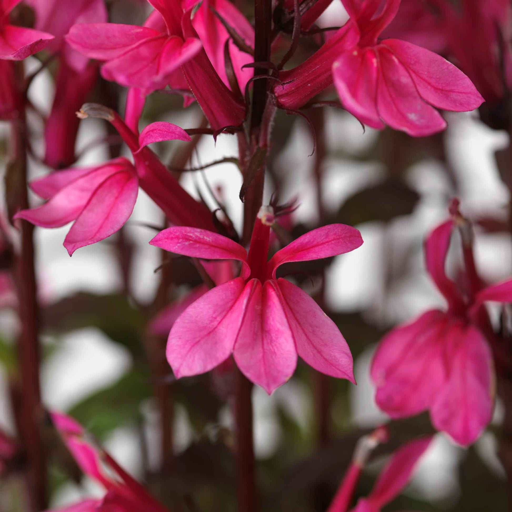 Lobelia starship rose vivid pink and white flowers in full bloom on a sunny day.