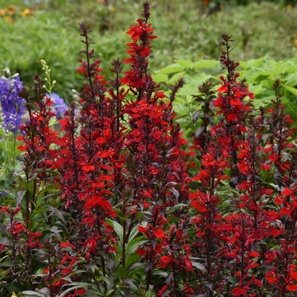Lobelia scarlet bronze leaf bold red blooms with prominent stamens against dark bronze foliage.