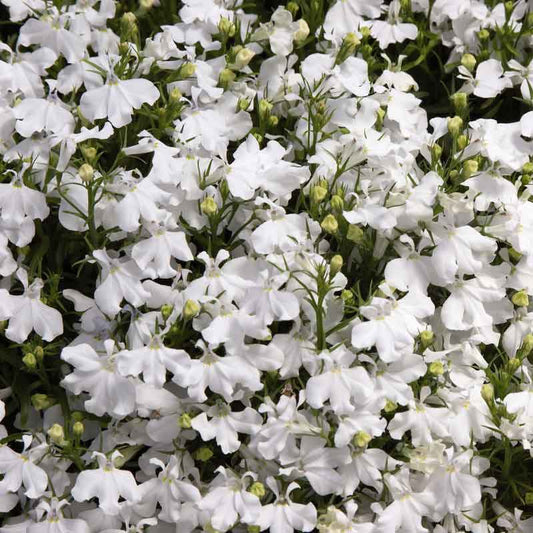 Lobelia white palace small white flowers with green leaves on a blurred green backdrop.