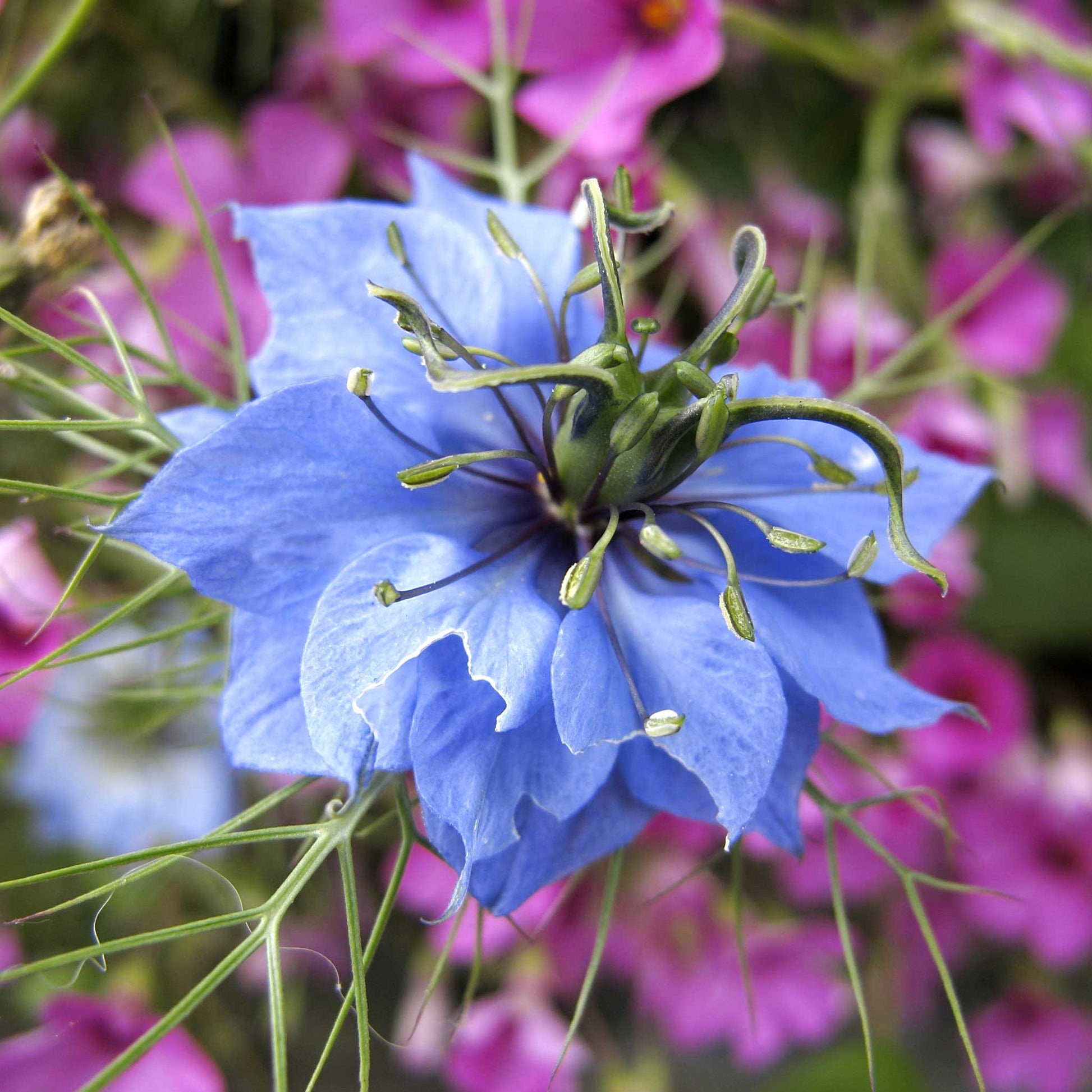 Love in a mist blue soft blue and pink blooms with feathery green foliage in a garden.