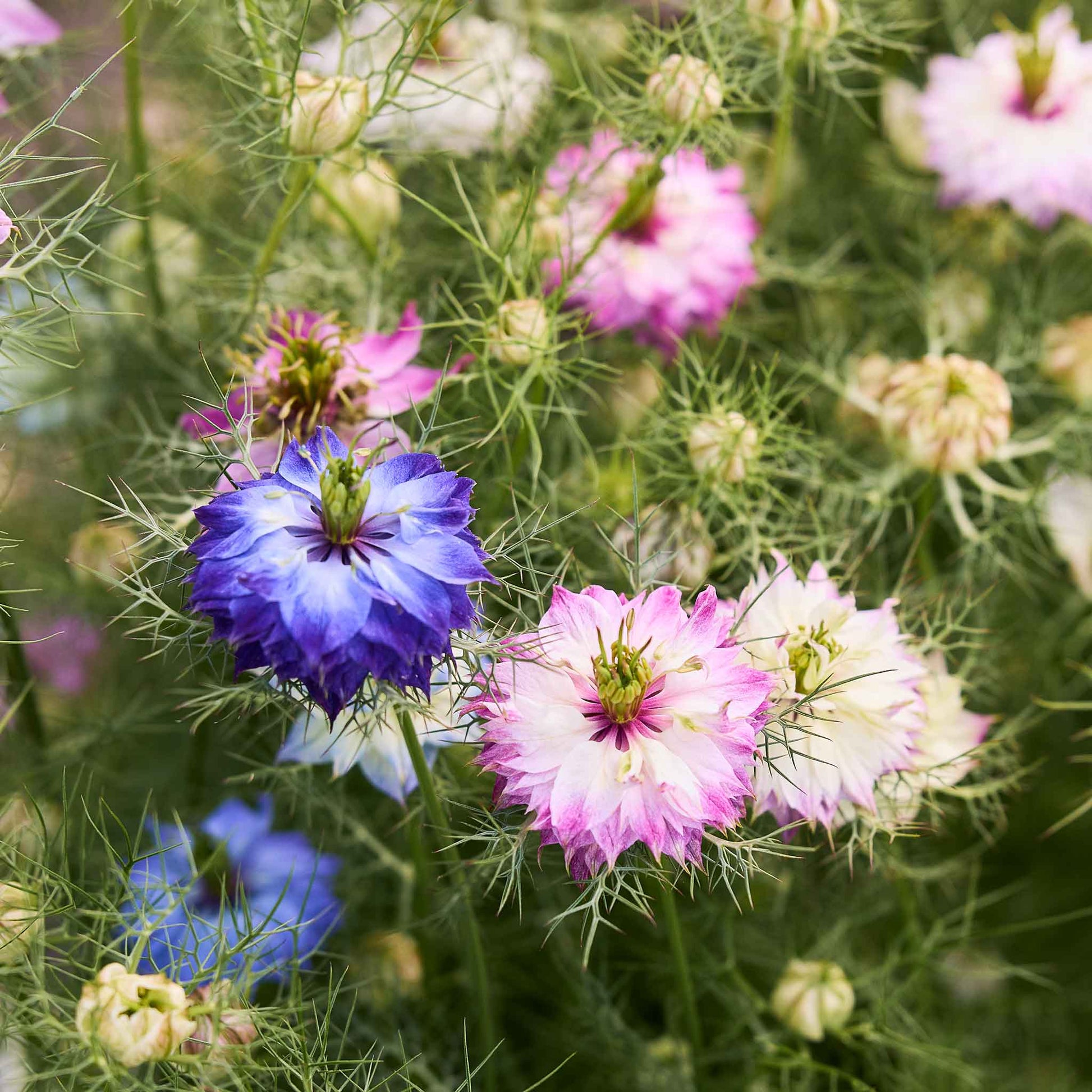 Love in a mist miss jekyll double mix pink, purple and white blooms in a leafy green garden.