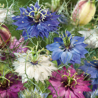 Love in a mist miss jekyll double mix pink and purple bloom with green foliage and seed pods.