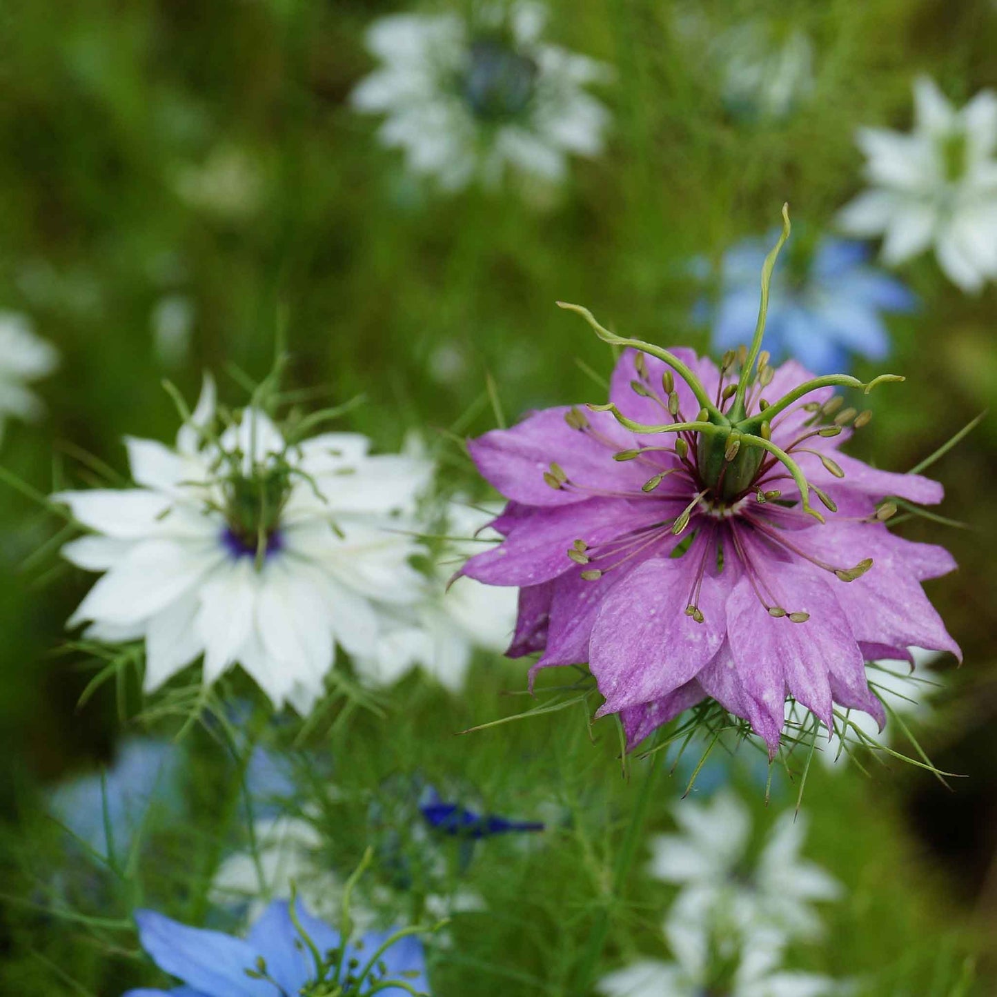 Love in a mist miss jekyll mix close-up of a cage-like seed pod with a green backdrop.