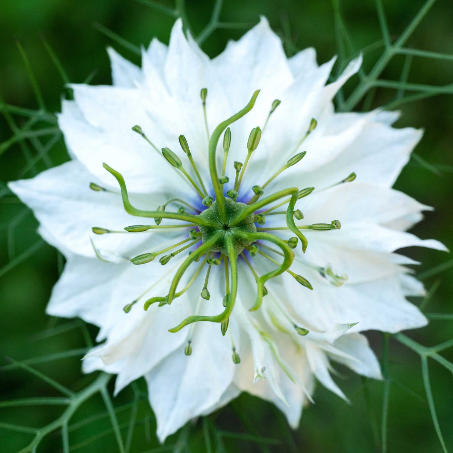 Love in a mist miss jekyll white white bloom with delicate petals and a green seed pod center.