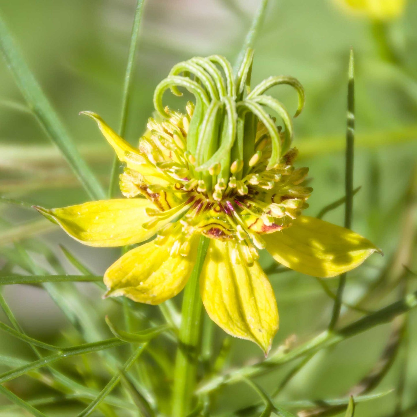 Love in a mist orientalis transformer pale purple bloom with feathery foliage and a yellow center.