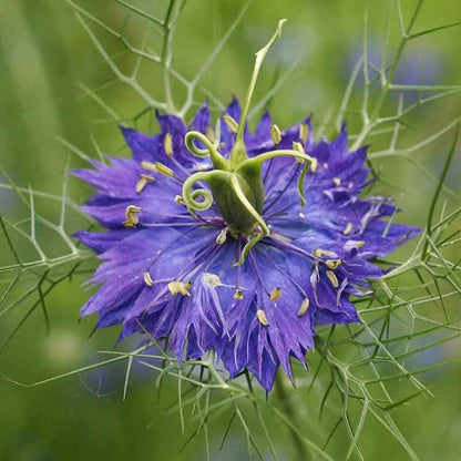 Love in a mist persian jewels indigo blue deep indigo bloom with fern foliage on a green backdrop.