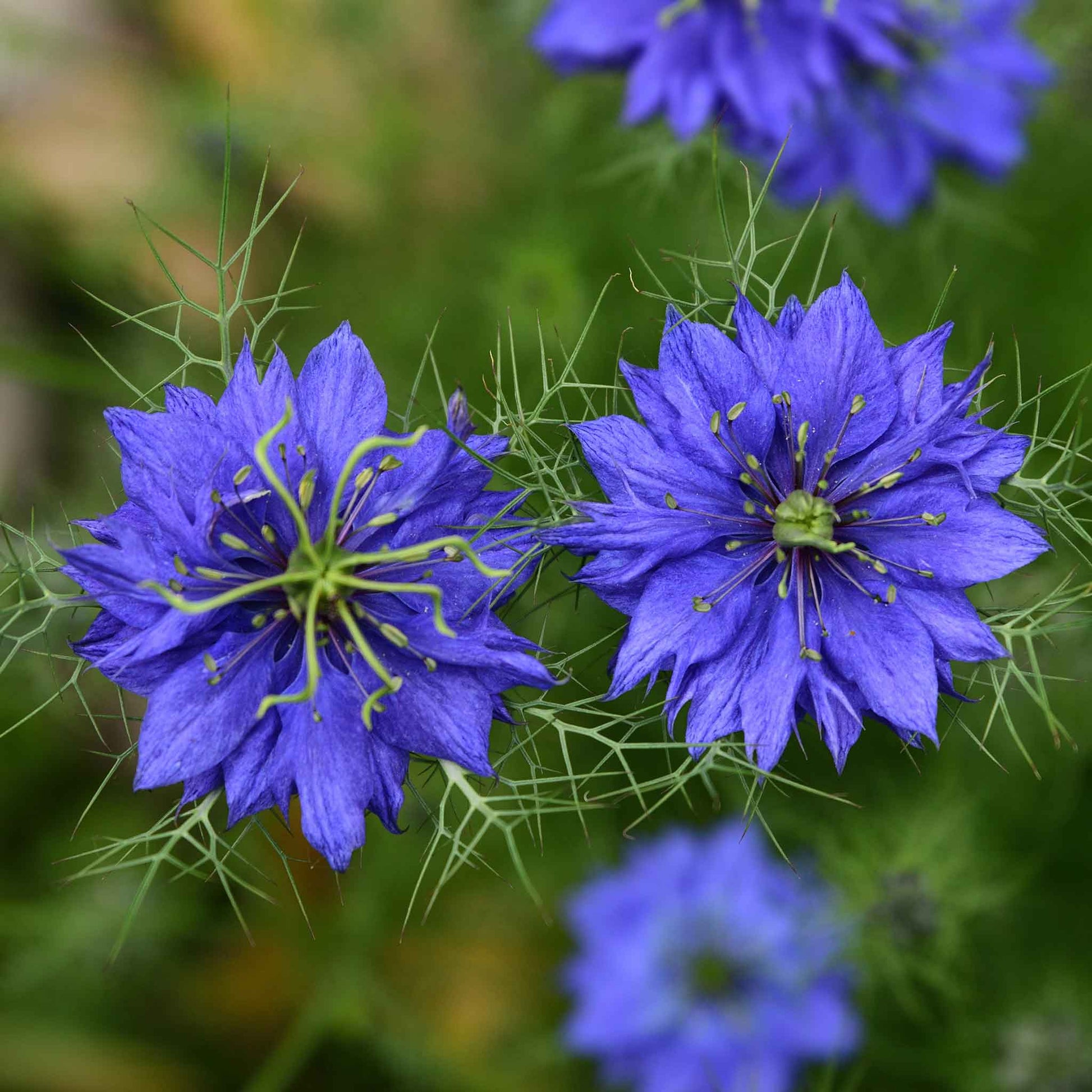 Love in a mist persian jewels indigo blue vivid blue blooms on a green backdrop.
