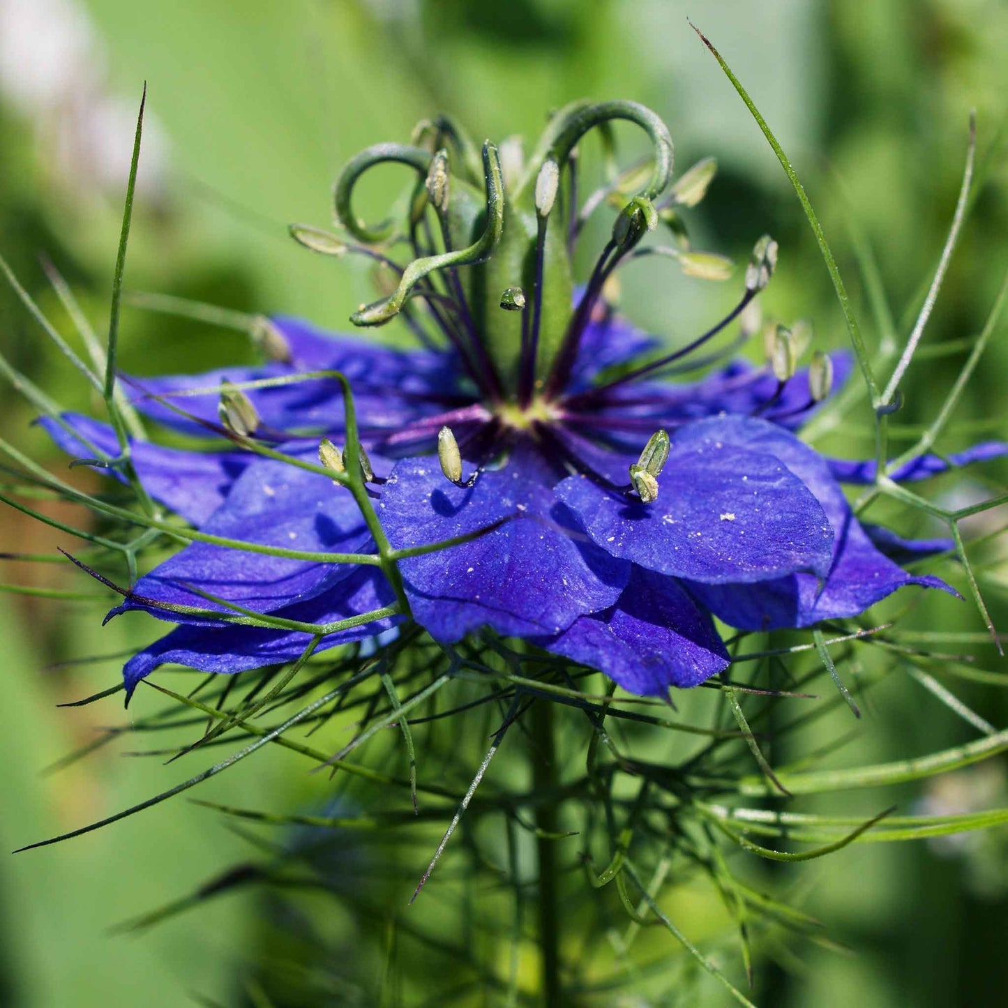 Love in a mist persian jewels indigo blue bright indigo blooms against a green background.