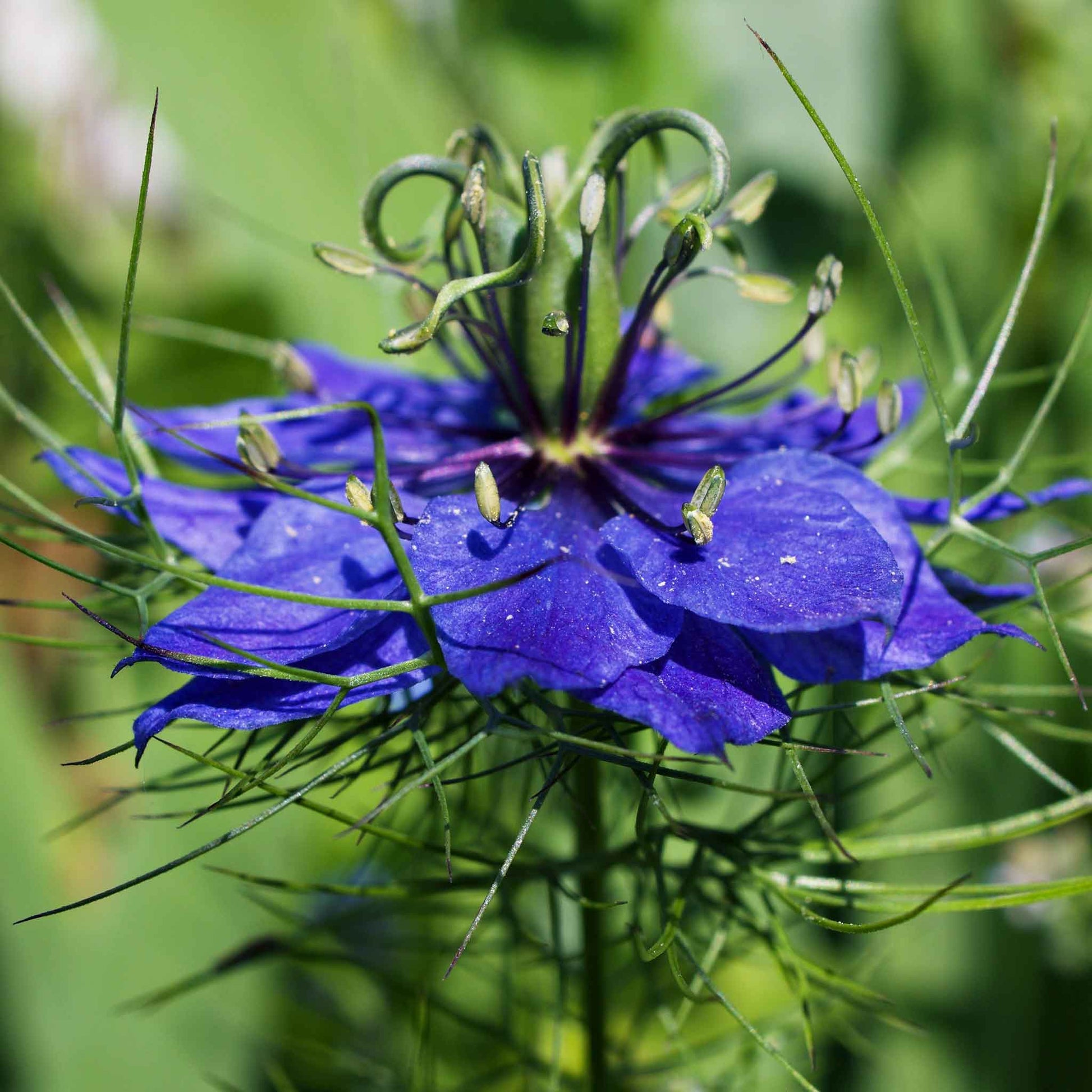 Love in a mist persian jewels indigo blue bright indigo blooms against a green background.
