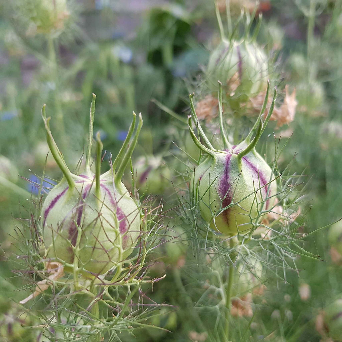 Love in a mist pods dried brown seed pods on green stems in a garden setting.