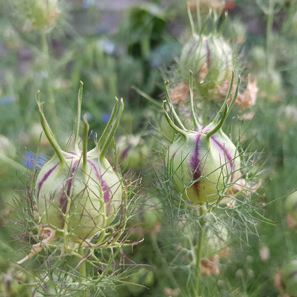 Love in a mist pods dried brown seed pods on green stems in a garden setting.