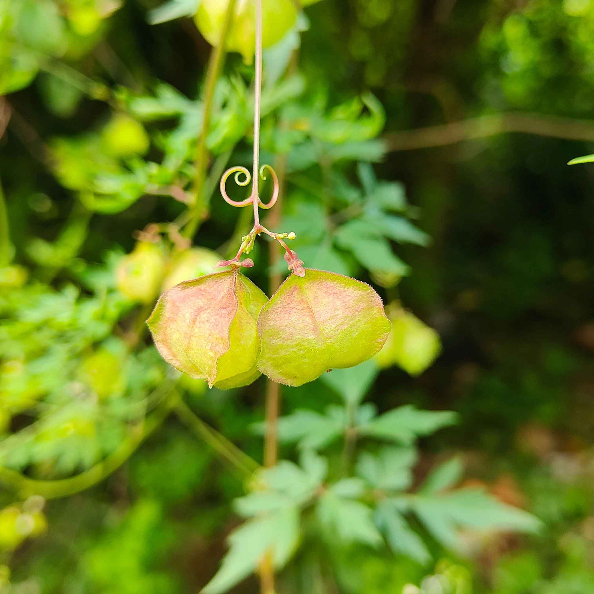 Love in the puff green heart-shaped seed pods hanging on a vine with a leafy green backdrop.