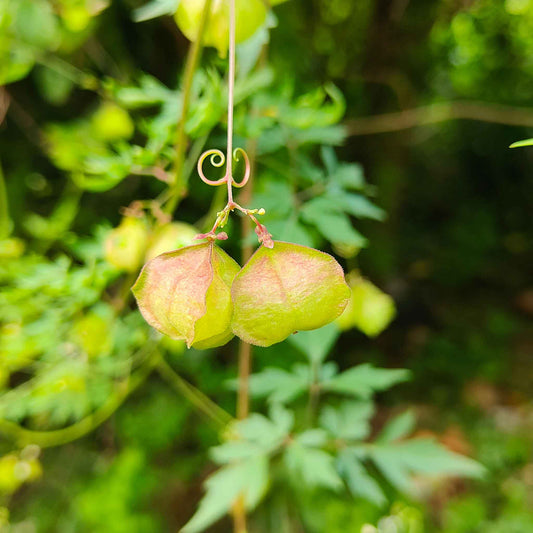 Love in the puff green heart-shaped seed pods hanging on a vine with a leafy green backdrop.