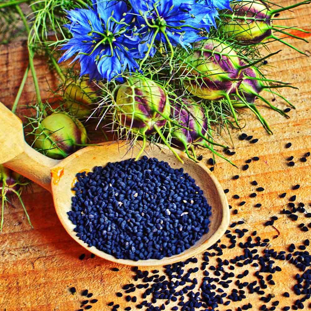 Love in a mist blue dried seed pod with black seeds on a warm orange surface.