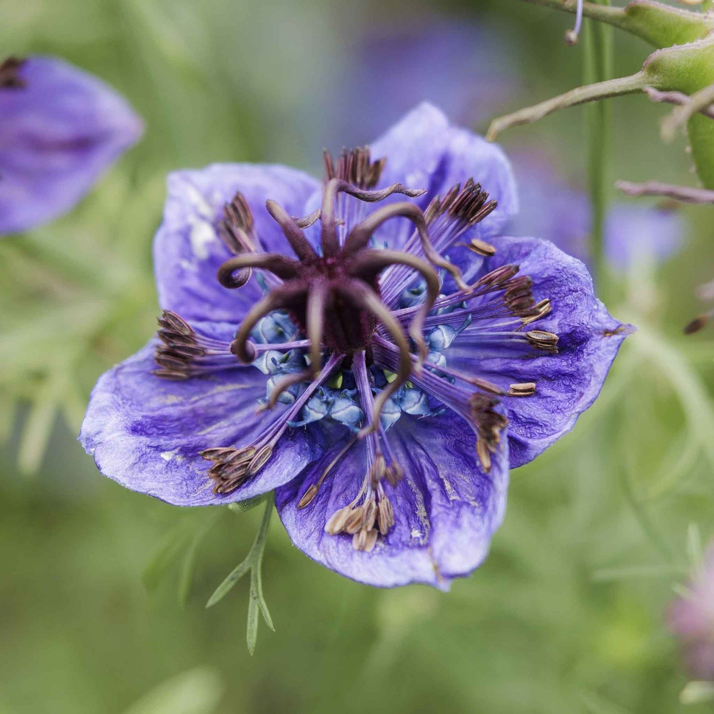 Close-up of a blooming purple Love-in-a-Mist Midnight flower with delicate petals and a green leafy base.