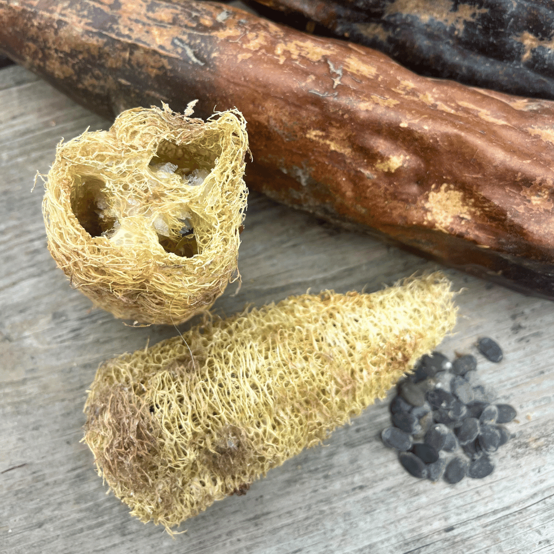 Luffa Gourd