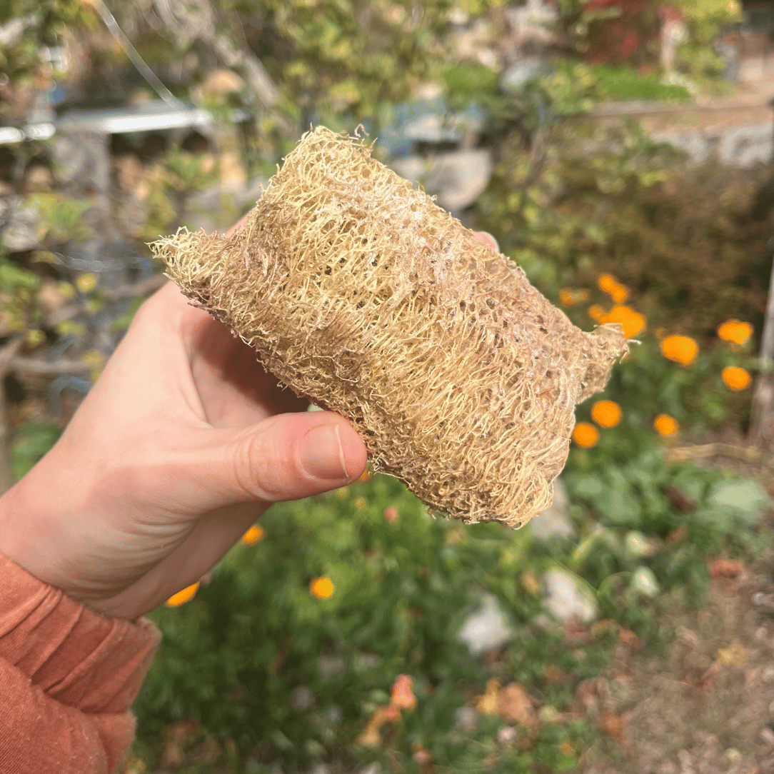 Luffa Gourd