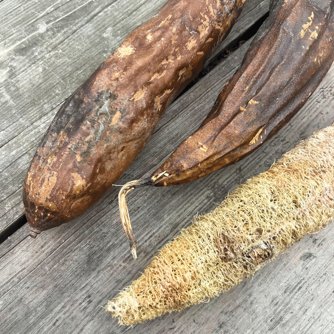 Luffa Gourd