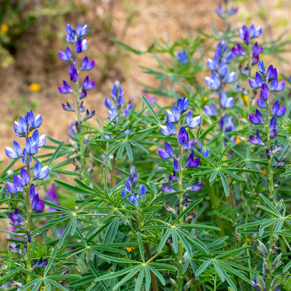 Lupine annual blue blue spiky blooms with green stems against a blurred green backdrop.