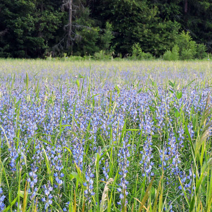 Lupine annual blue blue spiky blooms viewed from above over a green leafy field.