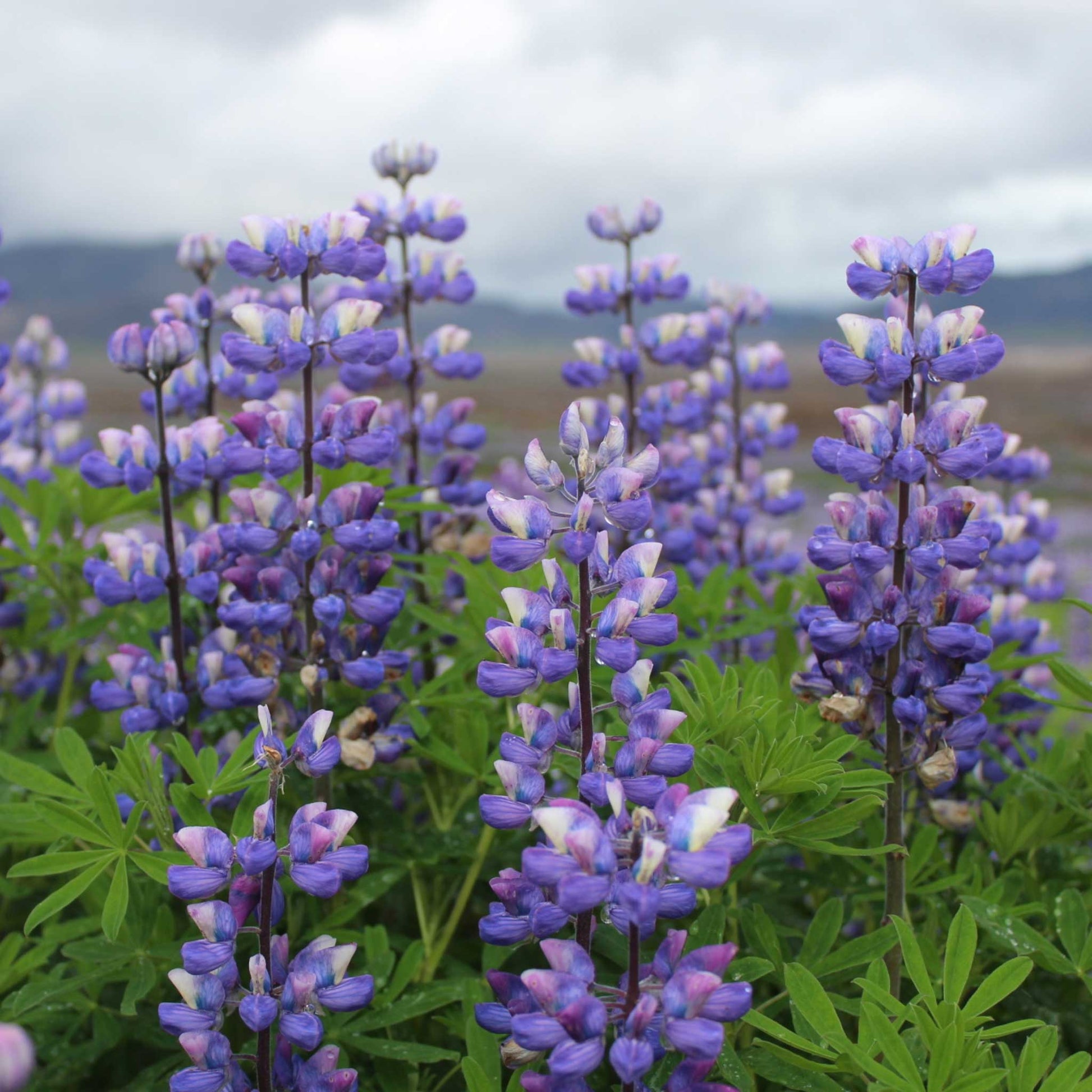 Lupine arroyo vibrant purple spiky blooms with green stems on a blurred backdrop.