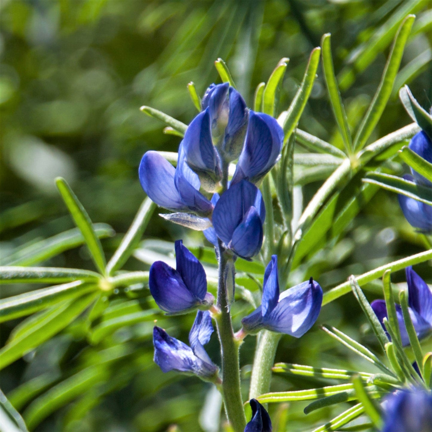 Arroyo lupine tall purple bloom with green foliage against a bright green background.