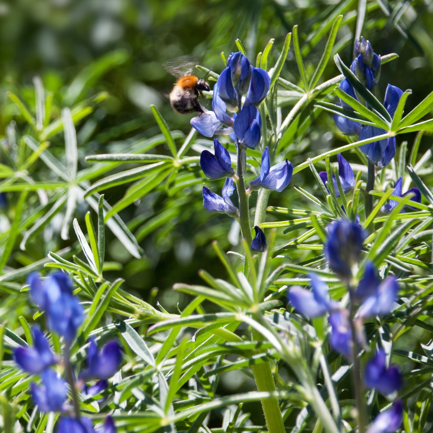 Arroyo lupine purple and white spiky blooms with green leaves on a blurred backdrop.