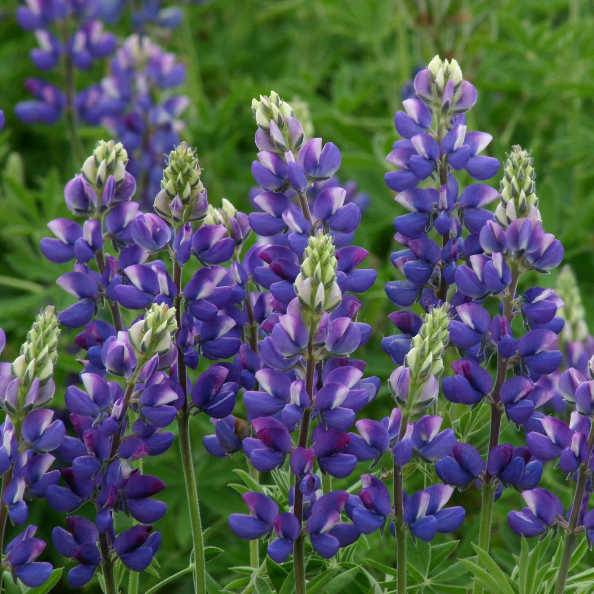 Lupine avalune blue dense blue spiky blooms in a sunny garden with green foliage.